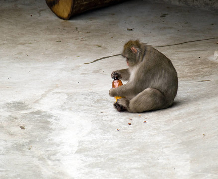 日本獼猴（Macaca fuscata）