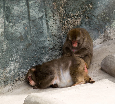 日本獼猴（Macaca fuscata）