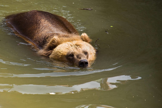 Brown Bear（Ursus arctos）