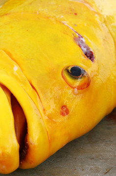 大黃魚