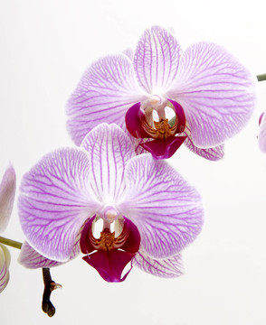 蘭花