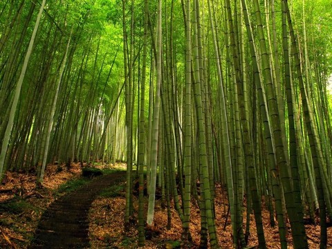 郁郁蔥蔥的竹林