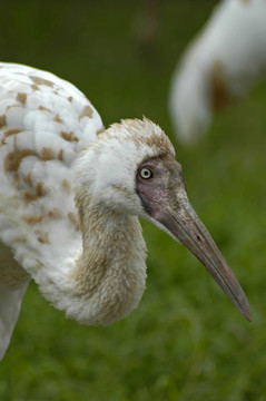 白鶴（Grus leucogeranus）