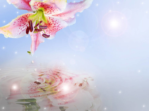 Lily Floral的邀請