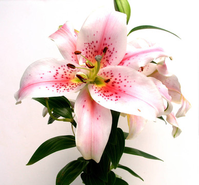 亞洲百合花