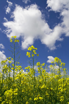 Colza開花