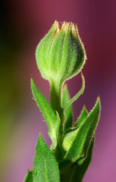 花的花蕾