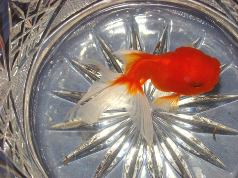 花瓶里的金魚(yú)
