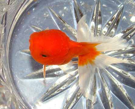 水晶里的金魚