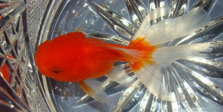 花瓶里的金魚(yú)