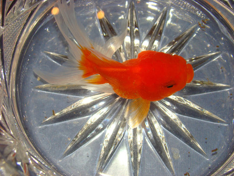 花瓶里的金魚(yú)