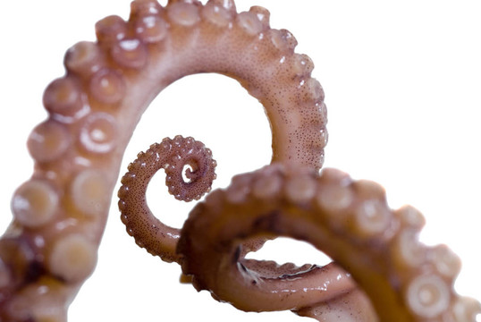 魷魚(yú)腿