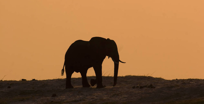 大象在Chobe
