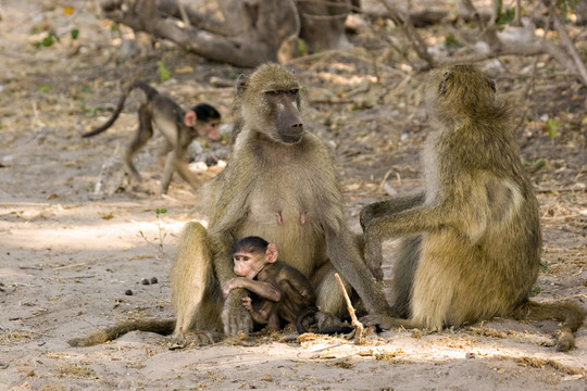 Baboon的家人