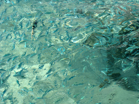 學校的魚