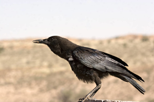 烏鴉在Kgalagadi