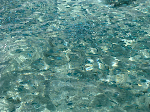 魚(yú)類(lèi)學(xué)校圖片