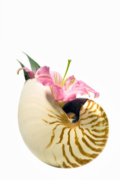 莉莉