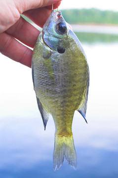 翻車魚；又名；White Crappie