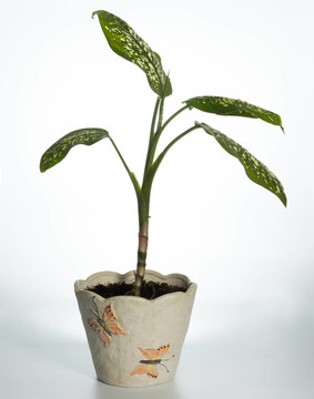 家里的植物（Dieffenbachia picta）