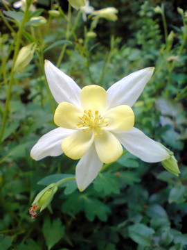 耬斗菜
