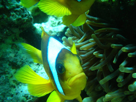 黃色的小魚