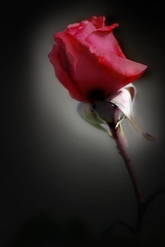 紅玫瑰在聚光燈