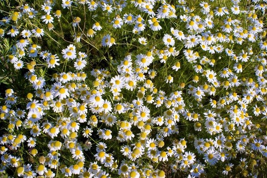 甘菊