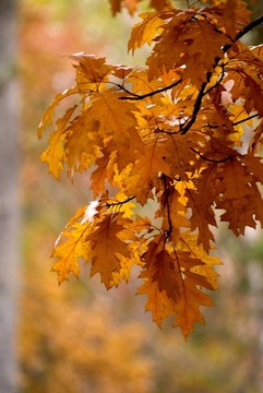 紅橡樹(shù)的葉子