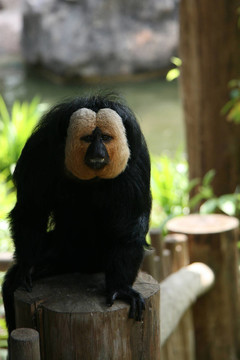 猴子-新加坡動物園；新加坡