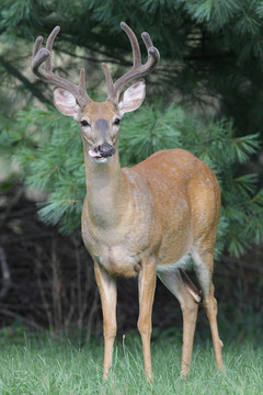 白尾Deer Buck