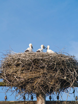 Stork的家人