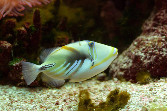 畢加索觸發(fā)魚
