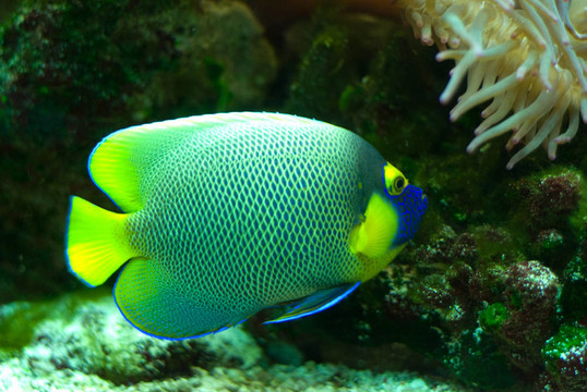 海洋魚類