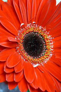 紅色的花
