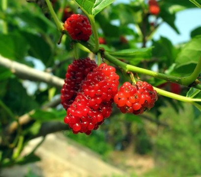 桑白果實