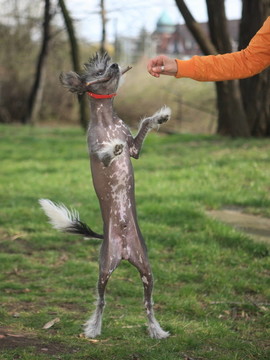 中國冠毛犬在