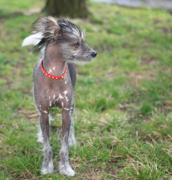 中國冠毛犬在