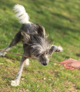 中國冠毛犬在