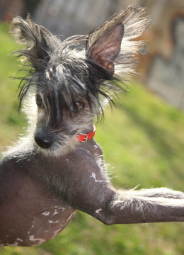 中國冠毛犬在