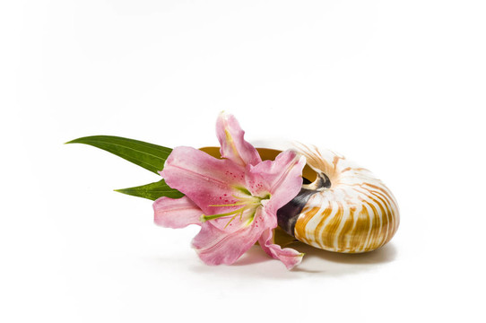 美麗的；Lily flower