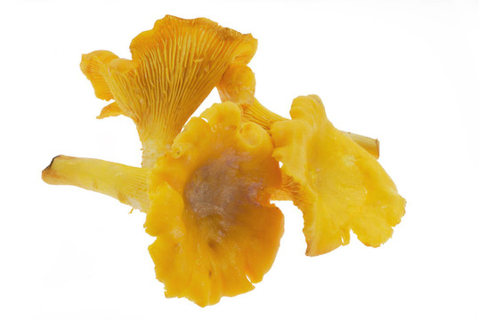 雞油菌