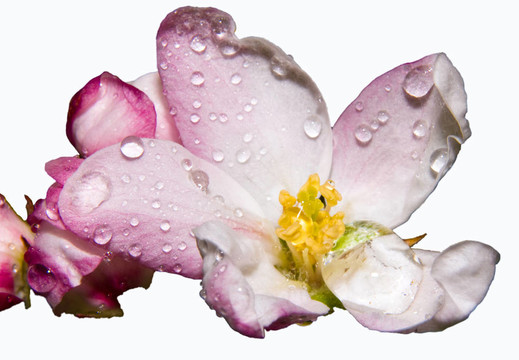 蘋(píng)果花