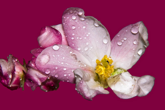 蘋(píng)果花