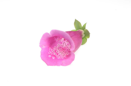 毛地黃的花