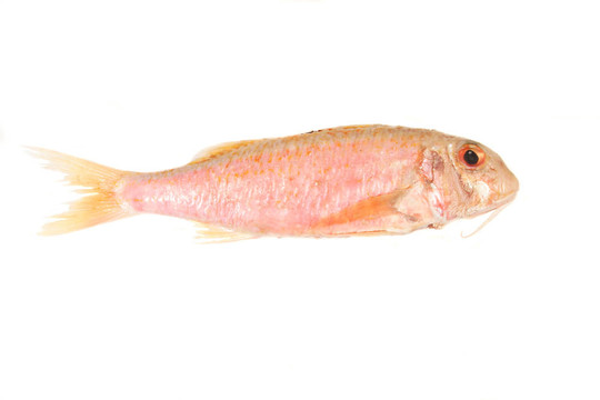 紅色的Mullet