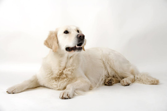 金毛獵犬