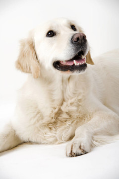 金毛獵犬