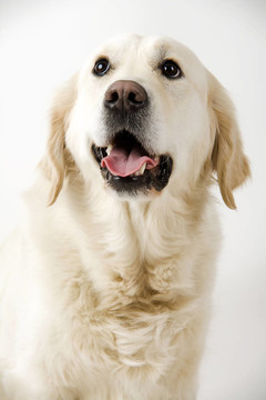 金毛獵犬
