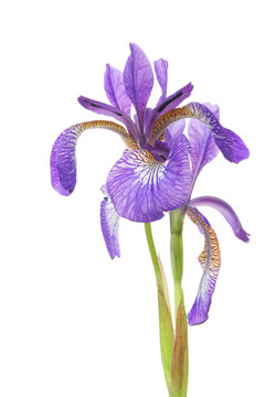 藍(lán)色鳶尾花